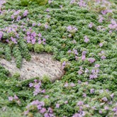 Dwarf Creeping Thyme